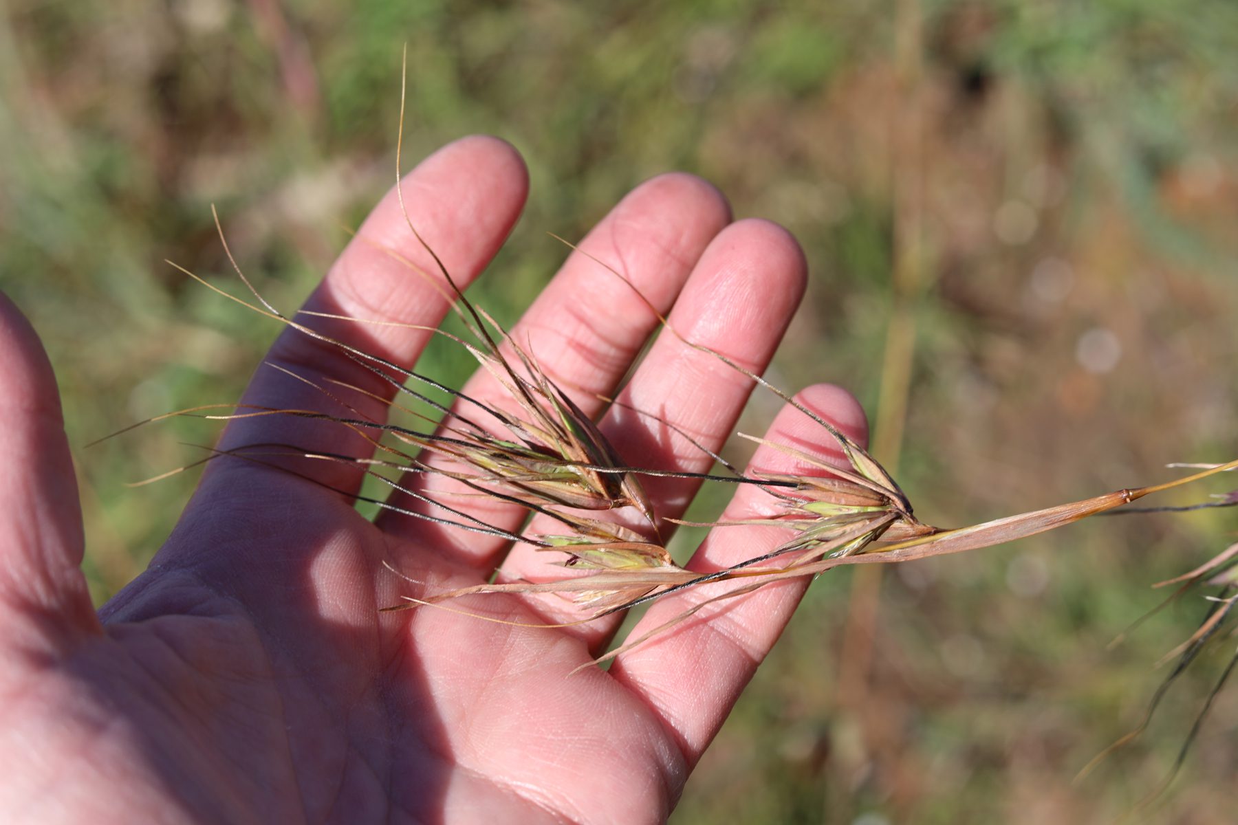 Hand holding plant in vineyard