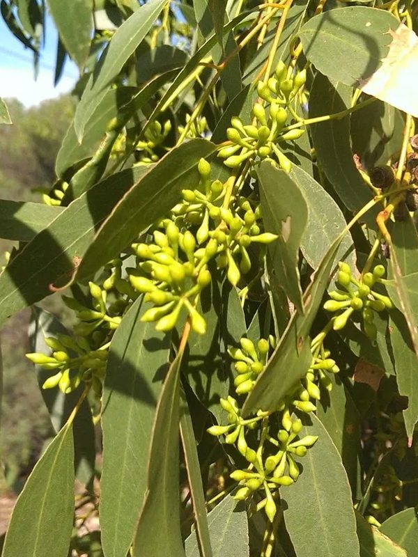 Fact sheets Ecovineyards