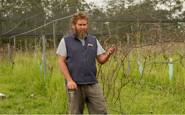 Worm video How to use liquid vermicast in the vineyard