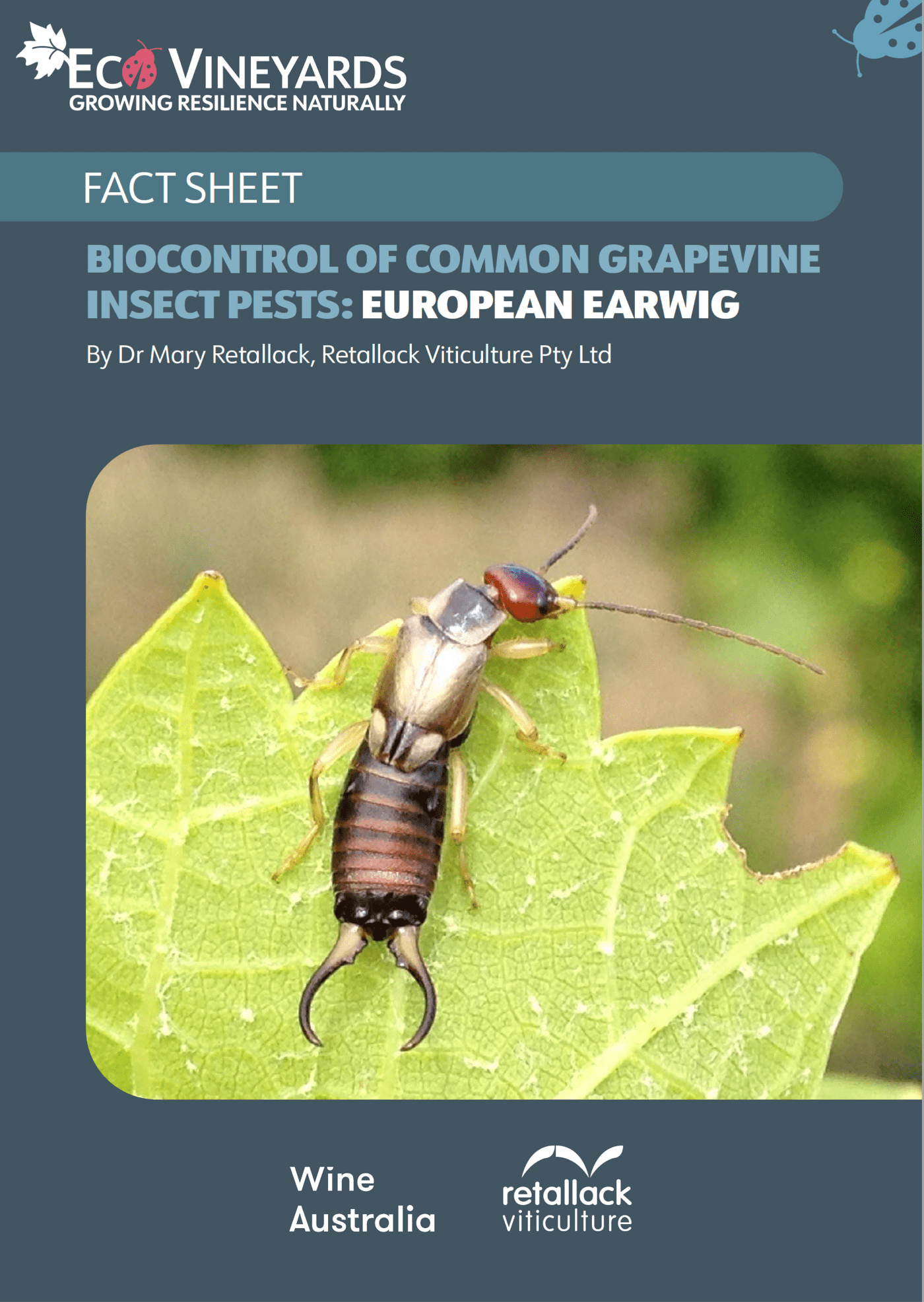 Biocontrol of common grapevine insect pests - European Earwig fact sheet cover