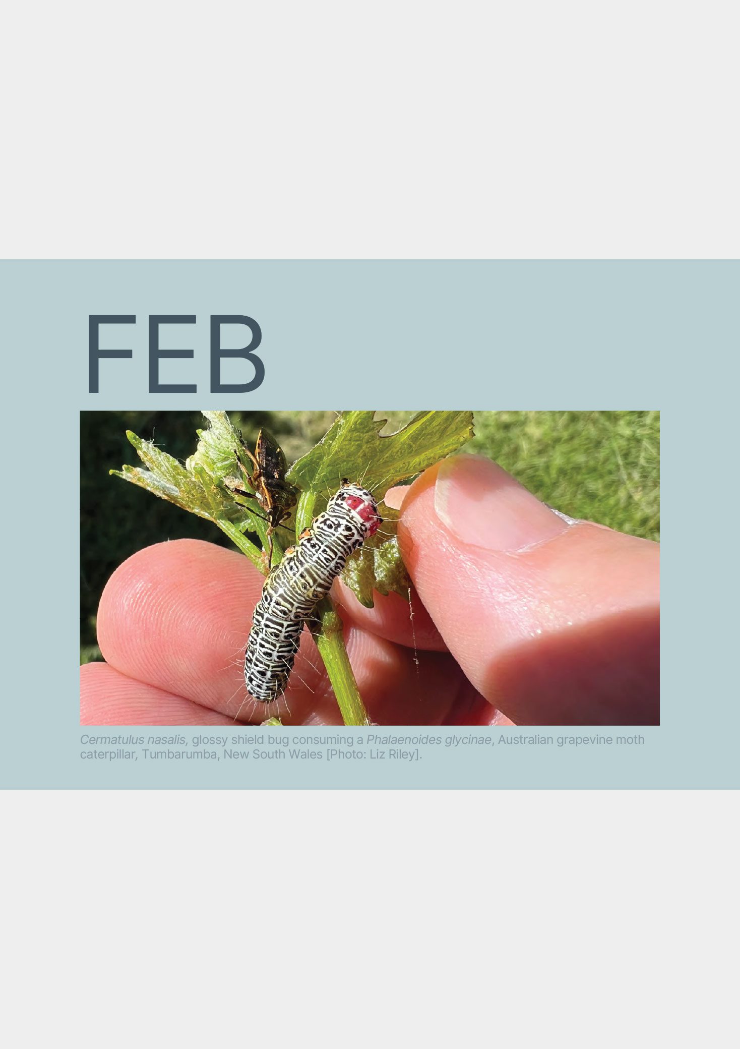 2026 EcoVineyards Calendar Feb page with image of Australian grapevine moth caterpillar - grey background