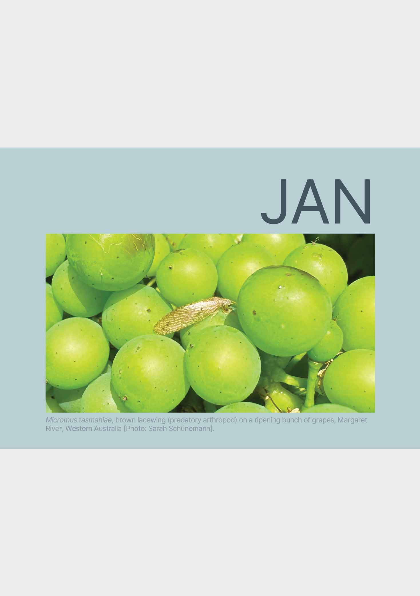 2026 EcoVineyards Calendar Jan page with image of brown lacewing on ripening bunch of grapes - grey background