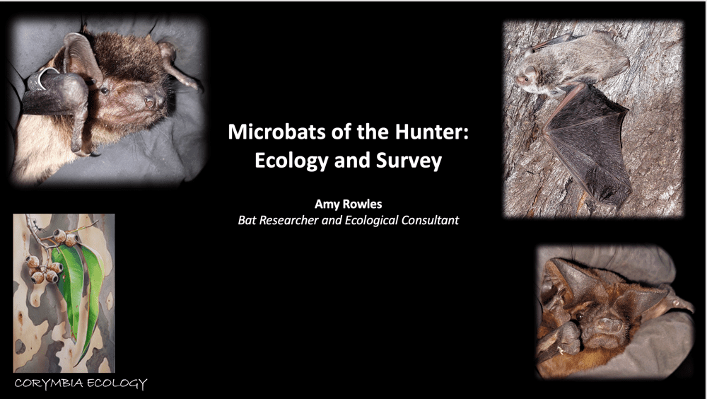 Hunter Valley IPM (nutritional integrity) and microbats: Part 3