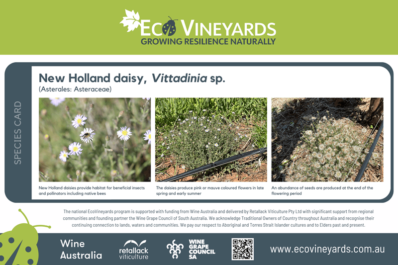 New Holland daisy plant species sign