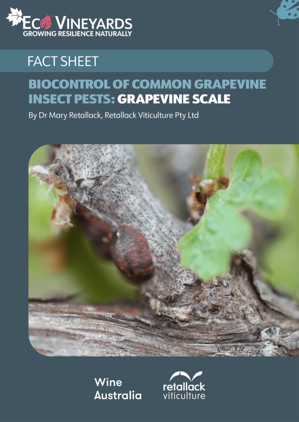 EcoVineyards fact sheet - Biocontrol of common Insect pests - grapevine scale front cover