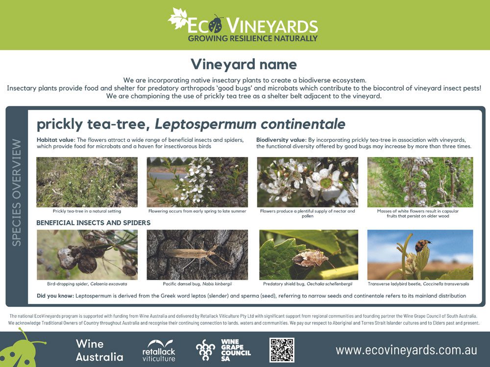 EcoVineyards educational sign - Prickly tea tree