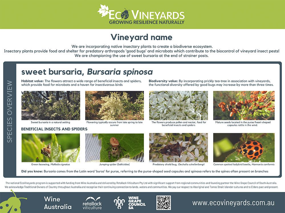 EcoVineyards educational sign - Sweet bursaria