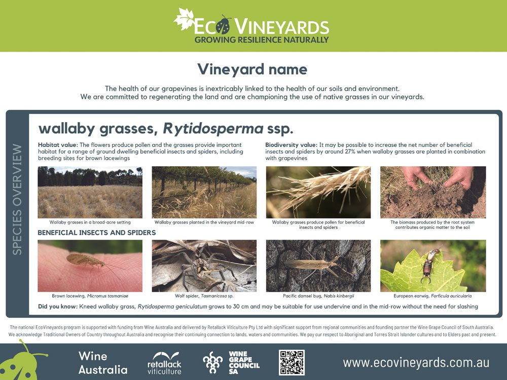 EcoVineyards educational sign - Wallaby grasses