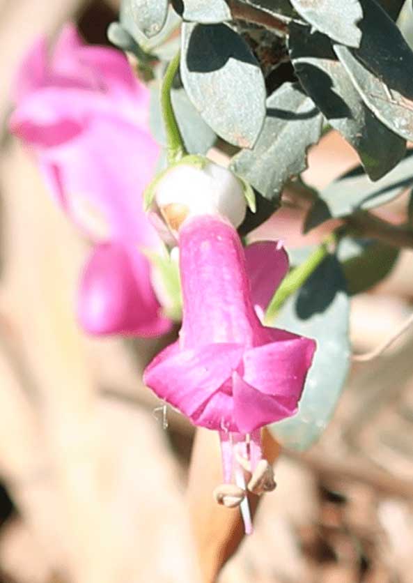 EcoVineyards native plants - image of Clare Valley pink flowers