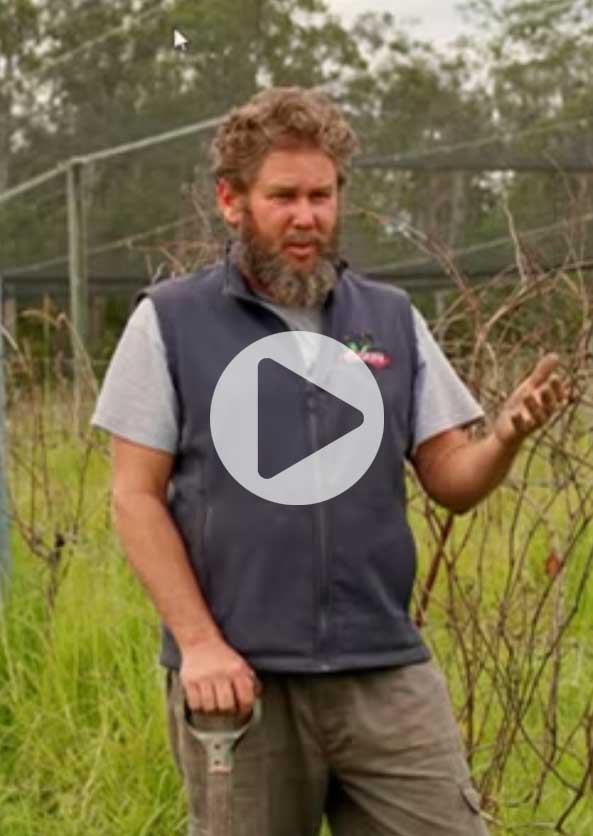 EcoVineyards soil health indicator video preview