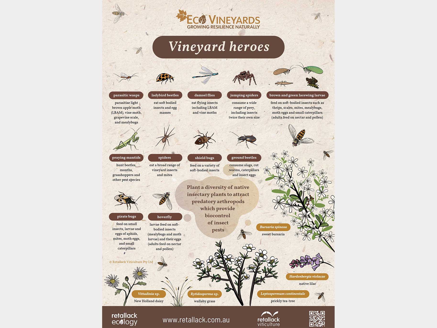 EcoVineyards Vineyard Heroes poster - grey background