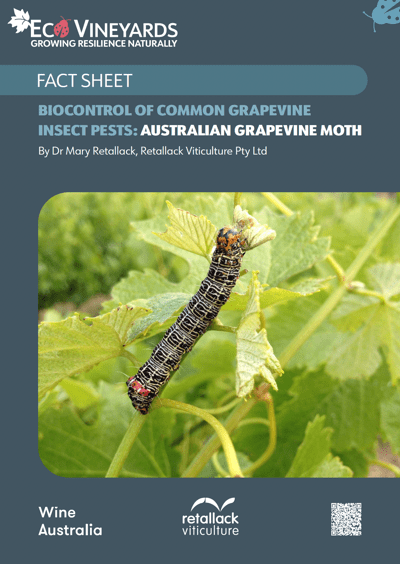 grapevine moth