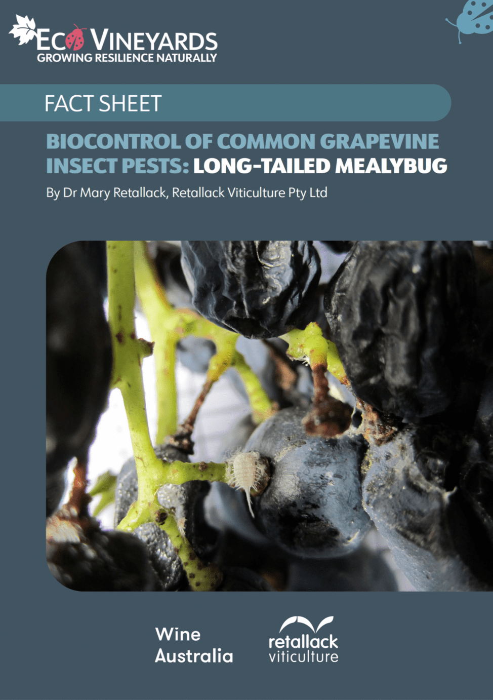 EcoVineyards fact sheet - Biocontrol of common Insect pests - longtailed mealybug cover page