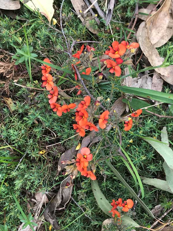 Red flowers Adelaide Hills wine region