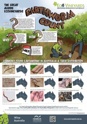 ‘The great EcoVineyards Aussie earth worm count' poster